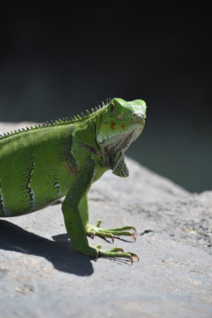 Stunning colorful green iguana lizard looking back over his shoulder.