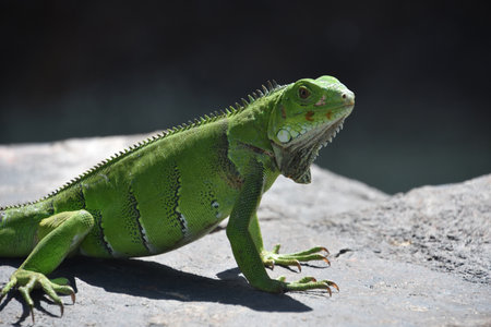 Fantastic close up of a green iguana lizard on a rock in Aruba.