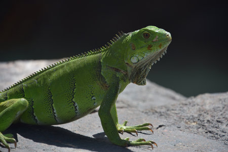 Profile of a bright green iguana with spines down his back.
