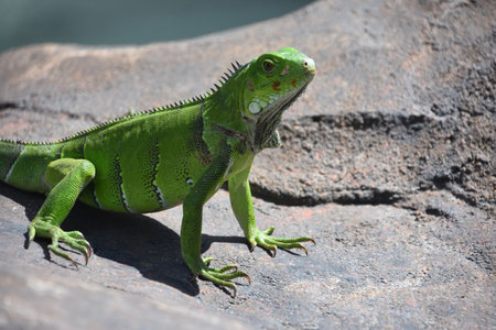 Fantastic green iguana lizard sitting in the sunshine on a rock.