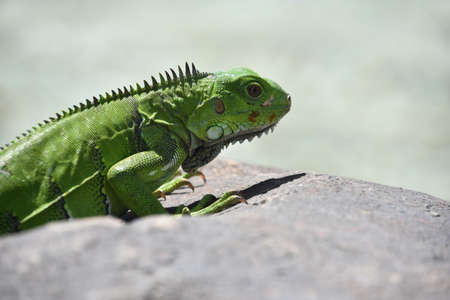 Brilliant bright green iguana climbing over a large rock in Aruba.の写真素材