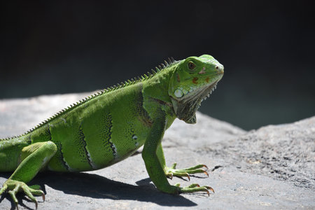 Amazing close up of a bright green iguana lizard in Aruba.