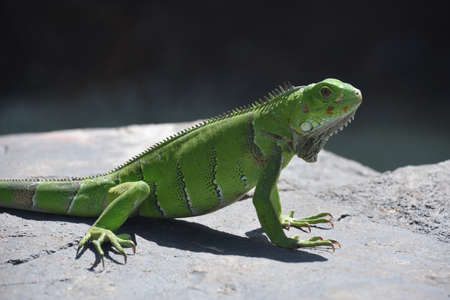 Large green iguana with long claws poised on a gray rock.