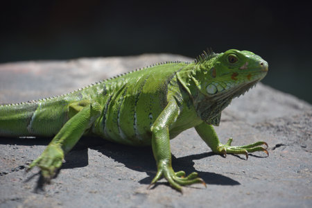 Large scaley green iguana sunning on a big rock in Aruba.