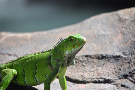 Sharp spines down the back of a green iguana in the sun.