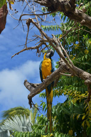Looking up at a neotropical parrot perched on a branch in a tree.