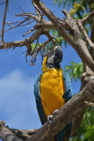 Beautiful blue and yellow parrot perched on a tree branch.