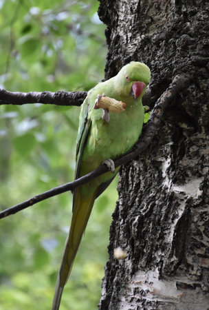 Small green parrot eating a nut while in a tree.