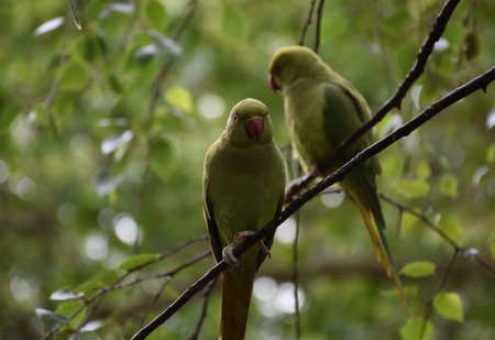 Green parakeet perched on a thin tree branch