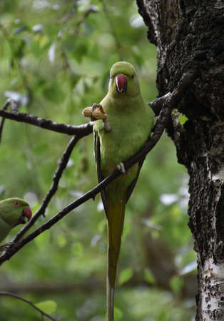 Small green parrot holding a peanut with his foot in a tree.