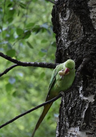 Pretty green parrot holding a peanut in his beak and foot.