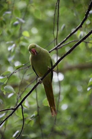 Beatiful small green parrot perched on a thin branch in a tree.