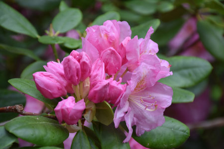 Pretty flowering and budding pink rhododendron bush in the spring time.