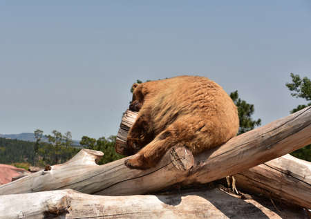 Large brown bear resting in a pile of logs.の写真素材