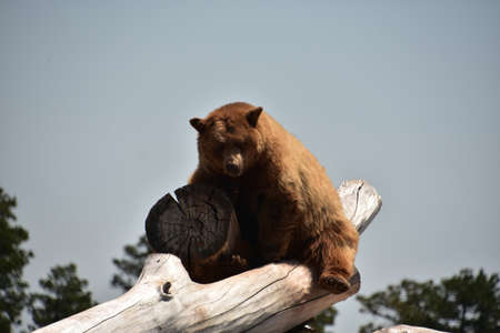 Furry bear sitting on a log pile.の写真素材