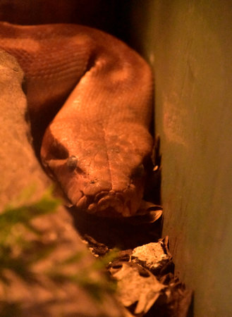 Blood python snake with his head down looking.