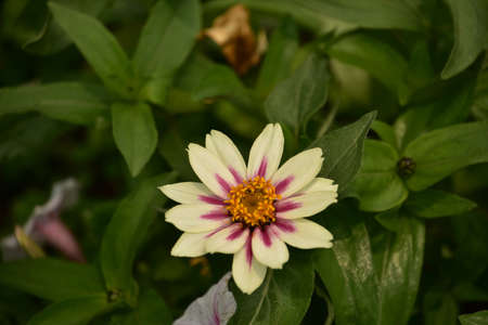 Blooming and flowering white and maroon daisy in a garden.