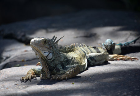 Large grey iguana with a smaller lizard crawling over his tail.