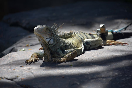 Large gray iguana with a small lizard hanging out on his tail.
