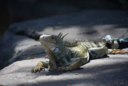 Iguana on a big rock in the sunshine in Aruba.