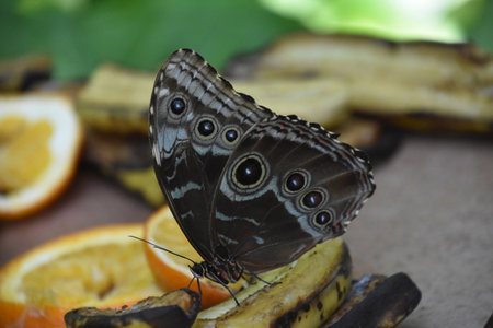 Butterfly on old rotting fruit on a hot day.