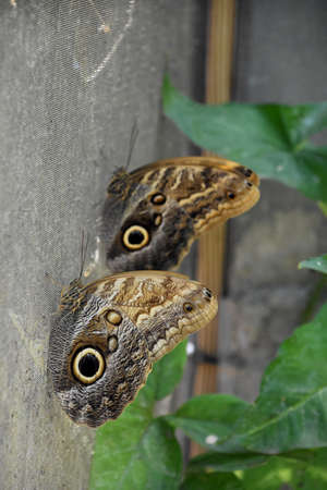 Two butterflies resting on a screened area.
