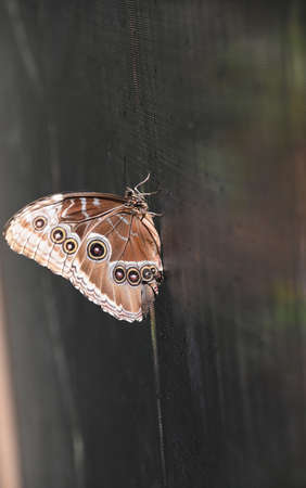 Close up look at the pattern on a wing of a butterfly.