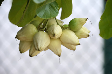 Collection of seed pods hanging from a tree in the tropics.