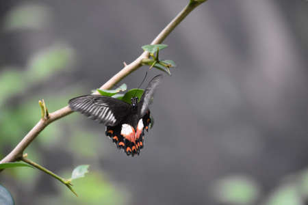 Red and black spotted swallowtail butterfly on a leaf.の写真素材