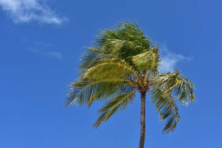 Palm tree against blue sky with coconuts under the palms.