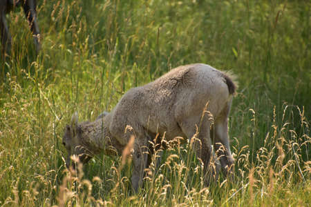 View of a young bighorn sheep grazing in tall grass.の写真素材