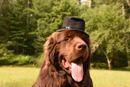 Silly brown Newfoundland dog with a big pink tongue and top hat.の写真素材