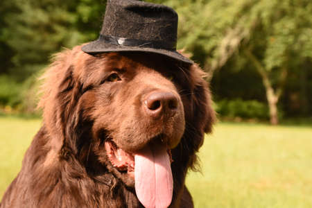 Funny faced Newfoundland dog with a black top hat on his head.の写真素材