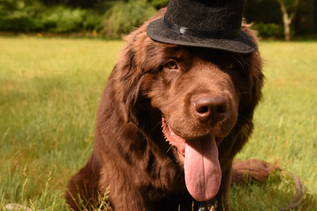 Top hat on the head of a brown Newfoundland dog.の写真素材