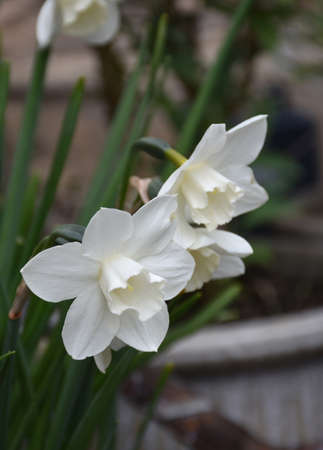 Pretty flowering white narcissus flowers blooming in early spring time.の写真素材