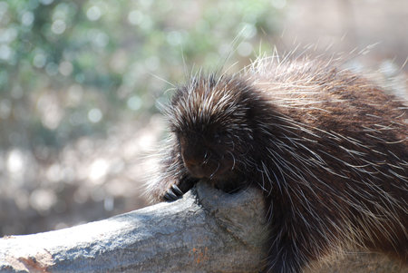 Porcupine in a calm state while resting on a log.の写真素材