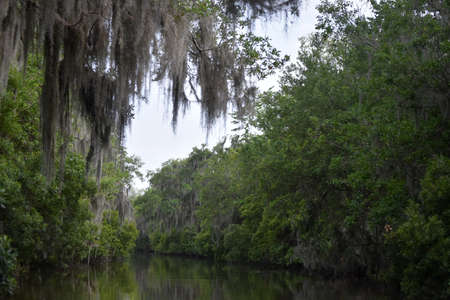 Spanish moss a long a dark channel in the bayou.の写真素材