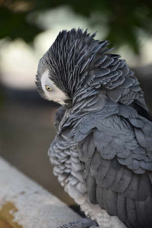 Fluffed feathers on the neck of an African Grey Parrot.の写真素材