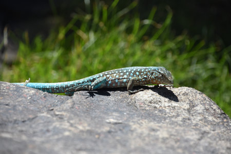 Blue spotted lizard poised on a rock in the sunshine.