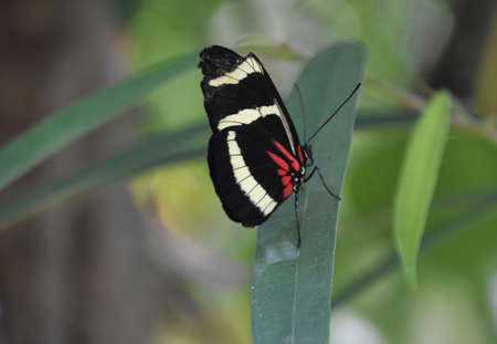Black white and red butterfly with patterned wings in a garden.