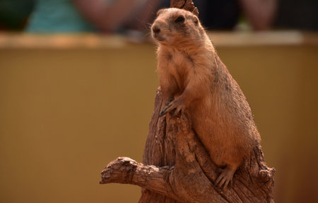 Adorable black tailed prairied dog on a piece of a weathered wood.