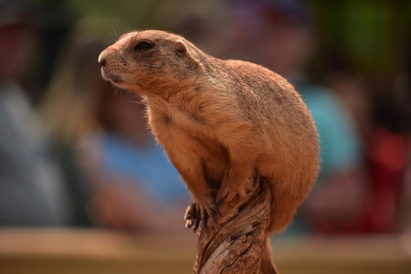 Adorable prairie dog precariously perched on the tip of a wood branchの写真素材