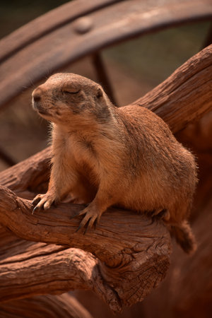 Black tailed prairie dog with his eyes closed on a fallen log.