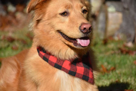 Beautiful golden toller dog resting in the warm sun.の写真素材