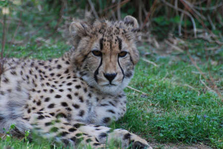 Very impressive dark markings on the face of a cheetah in the sun.