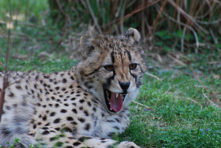 Cheetah with sharp teeth with his mouth open.の写真素材