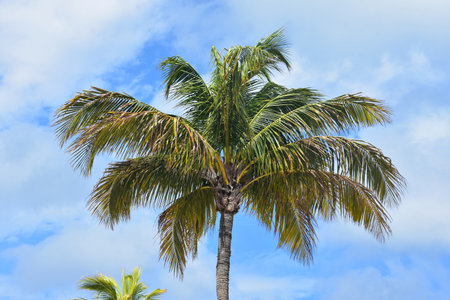 Tropical palm tree against a cloud filled sky in the tropics.