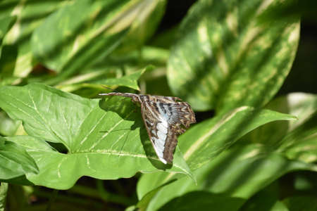 Garden with a brown butterfly with wings spread on a green leaf.