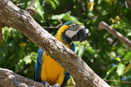 Beautifulyl bright colored macaw parrot sitting on a tree branch.の写真素材