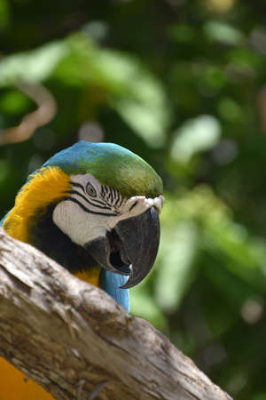 Colorful blue and gold macaw bird in a tree in the rainforest.